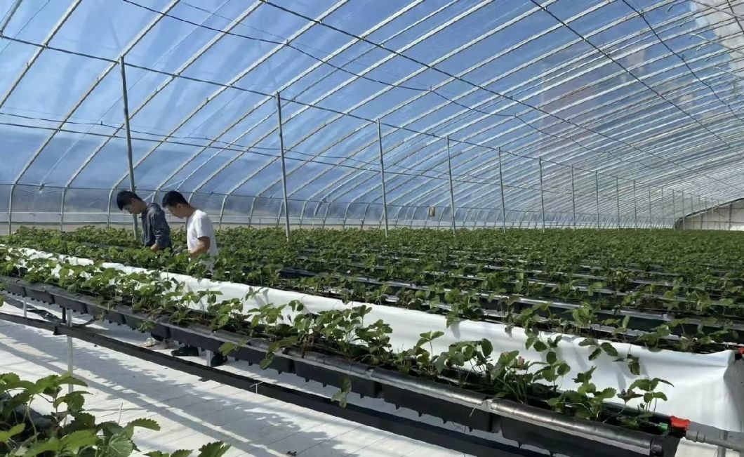 Sunlight Greenhouse Vegetable Production Seeding