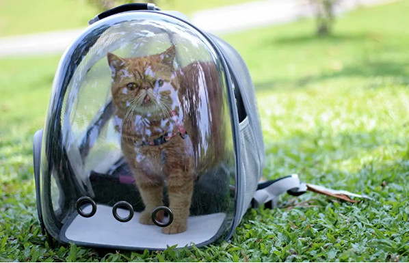 Breathable Expandable Pet Backpack Capsule Cat Bubble Carrier