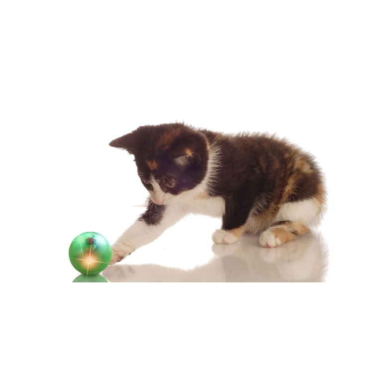 Manufacturers Wholesale All Kinds Of Color Pet Training Toy Puppy Tennis Cat Toy Ball