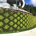 Hydroponic Vertical Self Watering Artificial Green Wall System for Greening
