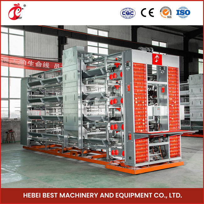 Hot Deep Galvanized Broiler Cage System 25 Years Lifespan For Chicken Rearing Emily Wang