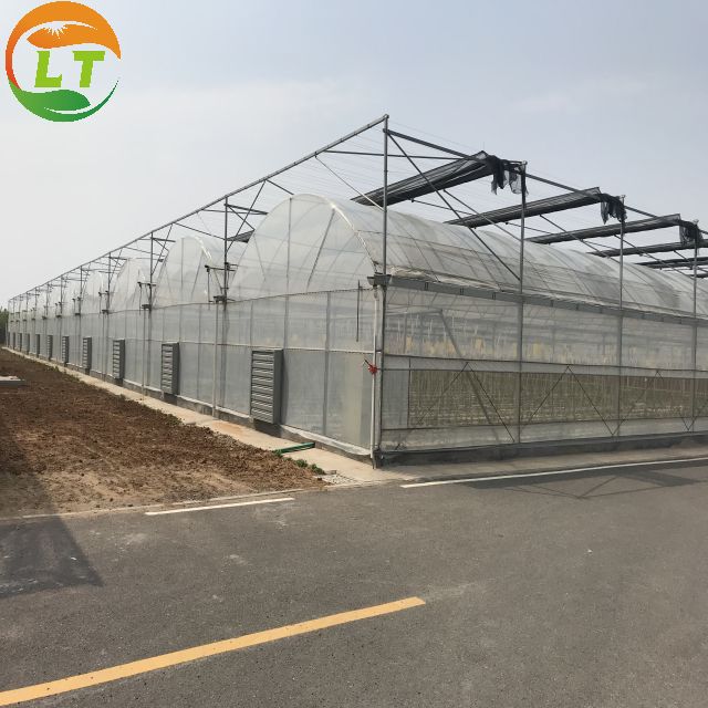 Film Covered Mushroom Cultured Greenhouse for Mushroom Cultivation and Easy Assembly