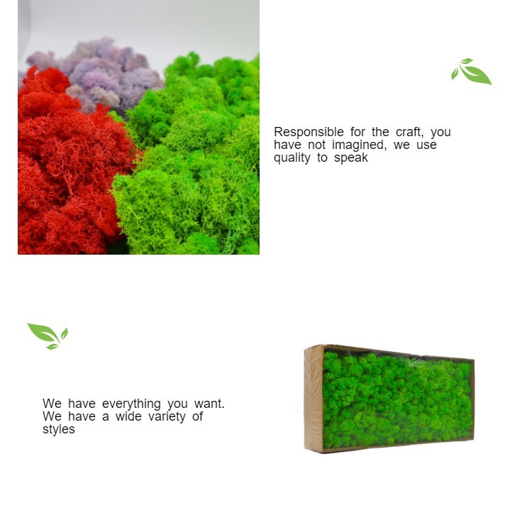 Preserved Moss wall decoration interior decoration beautiful stabilized preserved reindeer moss