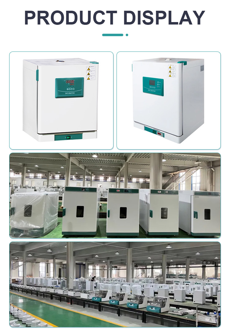 65L Constant Temperature Microbiology Laboratory Incubator with 575*480*720 Exterior Size