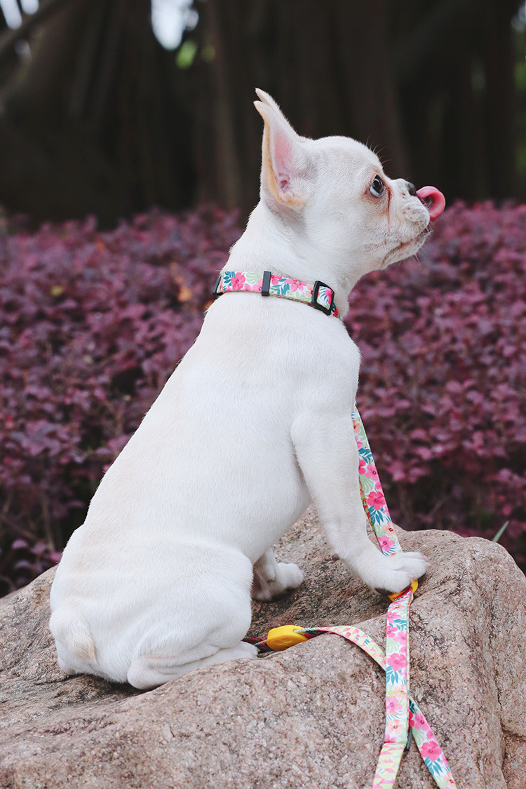 2.5cm 1 Inch Flower Polyester Dog Collars And Harnesses Soft Puppy Collar Outdoor