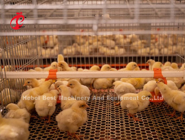 Rearing Cage Poultry Farm Brooder Breeding Equipment Sandy