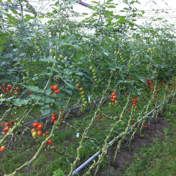 High Tenacity 1000M 1KG Horticultural Tomato Trellis Twine to Assist Tomato Producer with UV additives