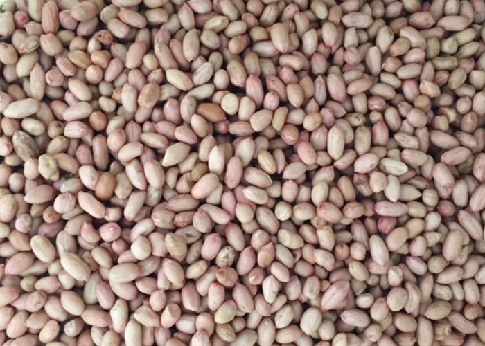 Recyclable 7 Channels Peanut Color Sorter , Cashew Nut Sorting Machine