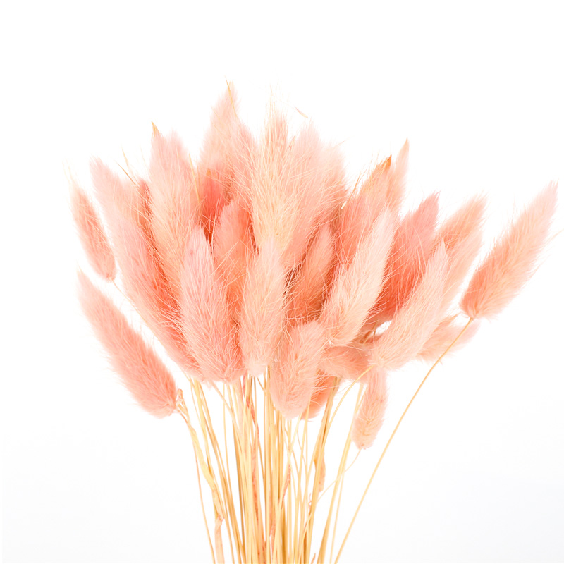 100% Natural Dried Rabbit Tail Grass , Pretty Dried Flowers Keep Freshness