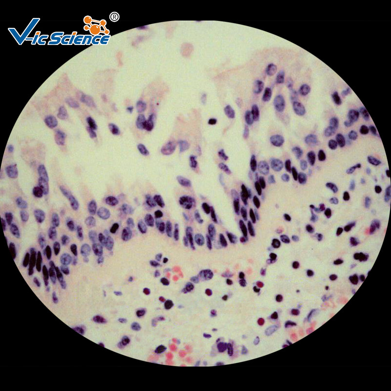  Biological Prepared Pathology Microscope Slides Medical Training Slides Manufactures