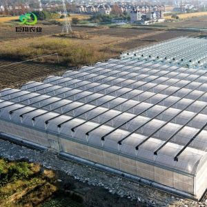 China 8m 9.6m 12m Customized Polycarbonate Greenhouse for Garden Irrigation and Fertilization on sale