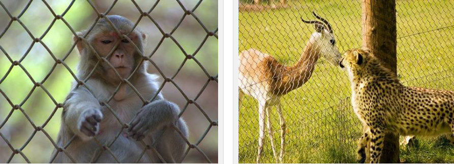 OHSAS 18001 rust resistant wildlife Chain Wire Fencing