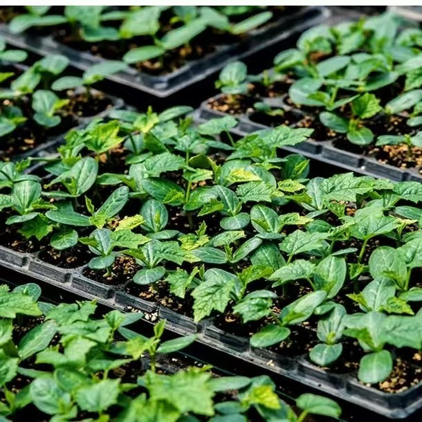 105 Hole Biodegradable Nursery Seedling Tray Agriculture With Water Channel