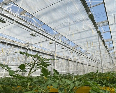 Steel Frame Agricultural Multi Span Greenhouse For Year Round Crop Production