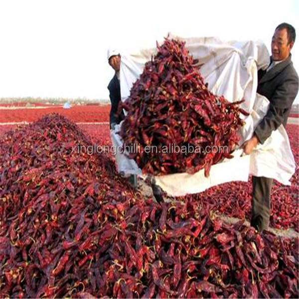 new crop mexico guajillo chilli
