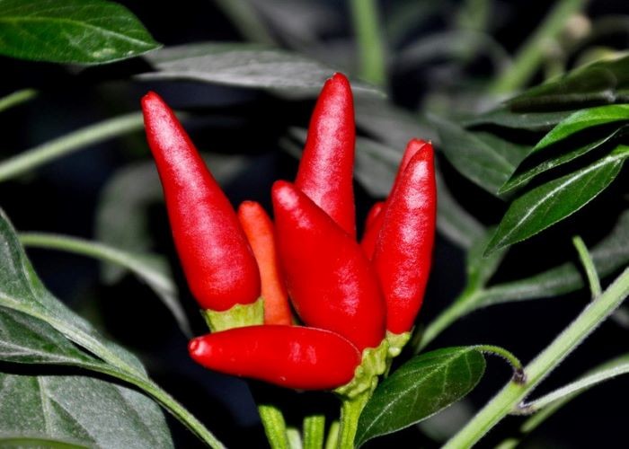 FDA Mild Dried Red Hot Chili Peppers 10 PPB Spicy Food Condiment
