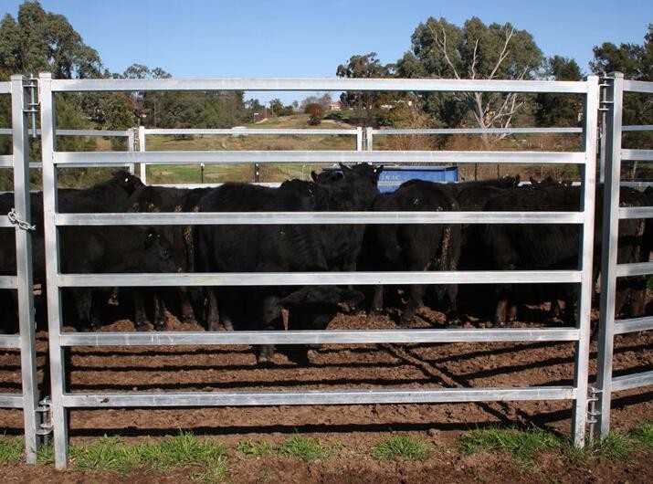 1.8mx2.1m oval cattle yard fencing