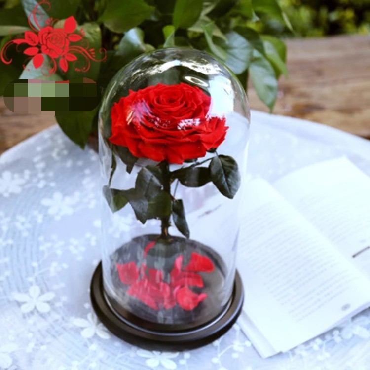 Hot sale Natural Fresh flower rose in big long glass dome Home Decoration and Christmas gift