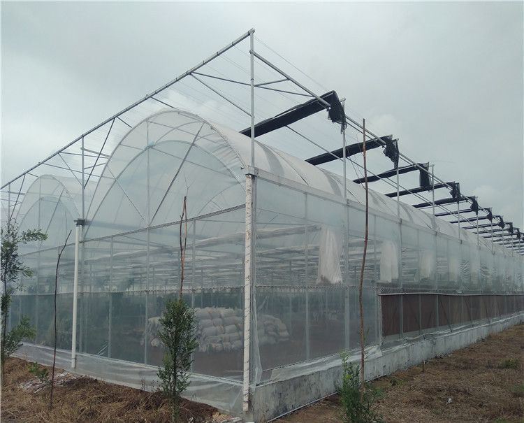 Agricultural Single-Span Tunnel Type Film Blackout Mushroom Greenhouse with Light Deprivation System for Medical Plants and Mushroom