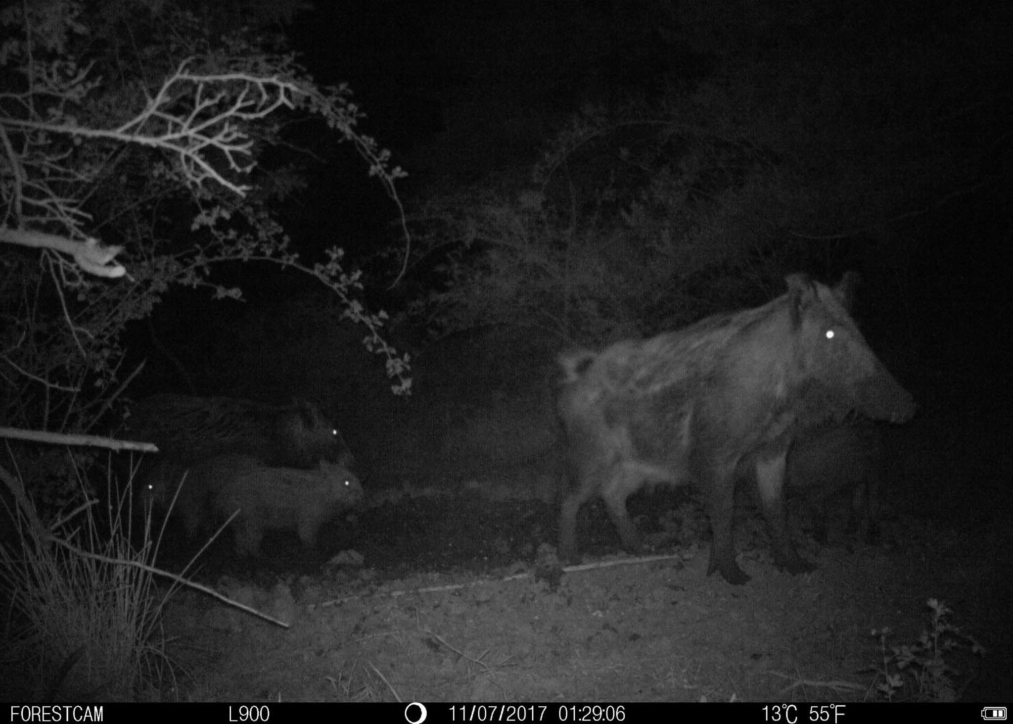 Night Image IP66 0.7s IR Time Lapse Trail Camera 8MP Audio Video