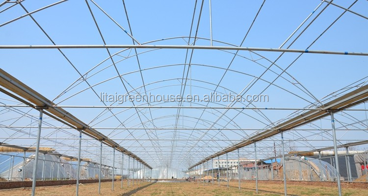 Transparent Agricultural Greenhouse for Mushroom Farming Length 30-100m or Customized