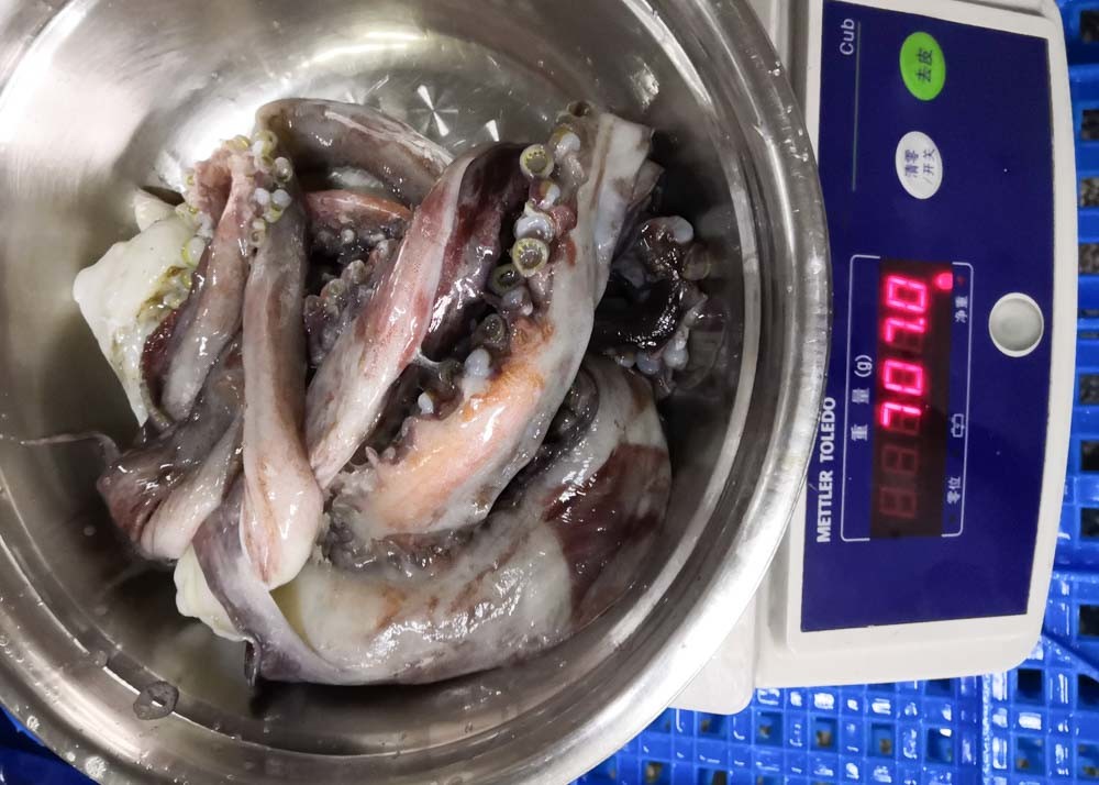 20 Kg Equator Squid Bqf Dosidicus Gigas Store Condition -18℃ Or Below