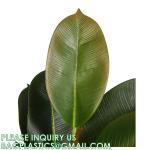 80cm Nearly Natural Looking Oak Tree Faux Plants Ornamental Indoor Tree