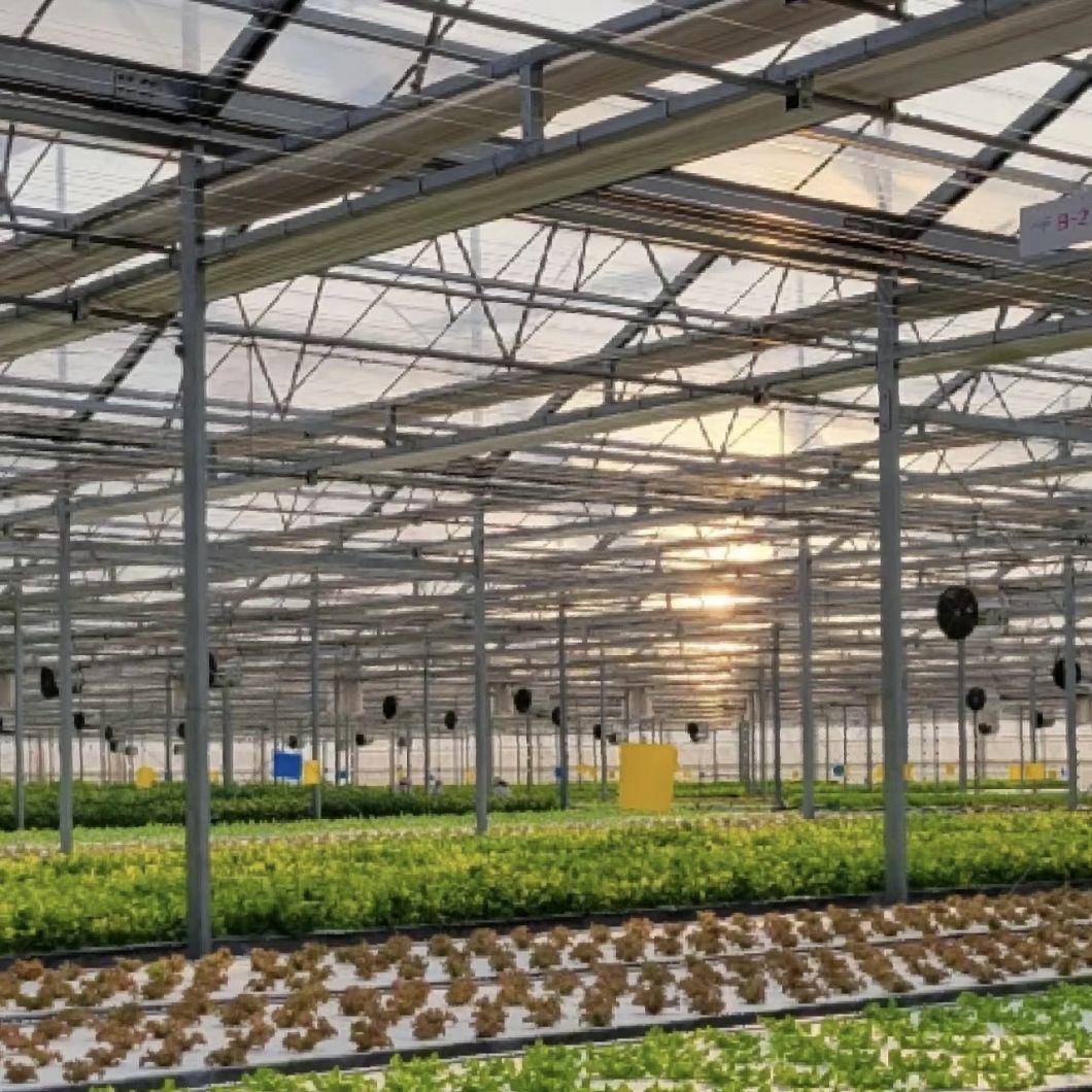 a Type Roof Glass Greenhouse with Good Light Transmission