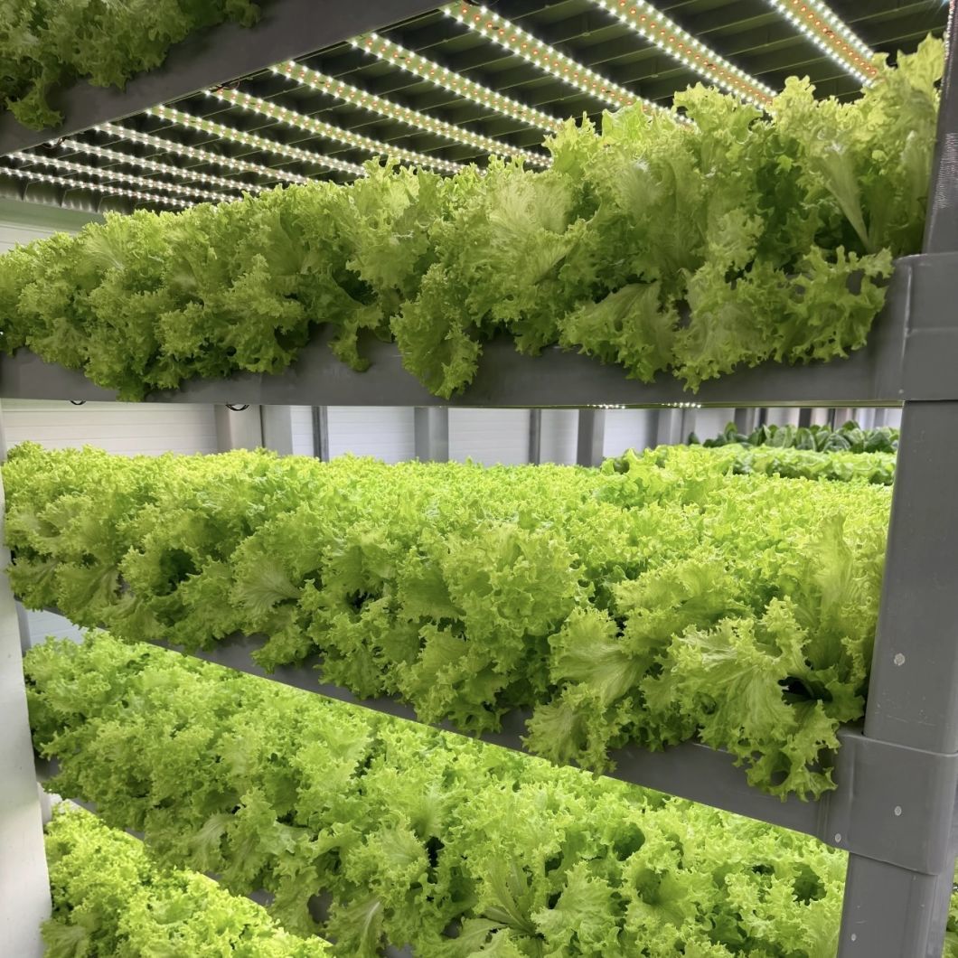 Loading Container Greenhouse for Vegetables