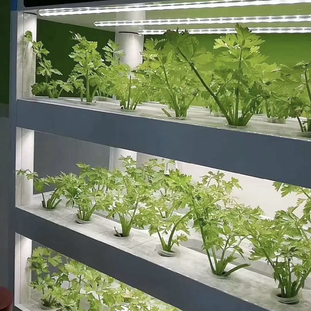 Greenhouse Container Roofing Sheet for Leafy Veggies