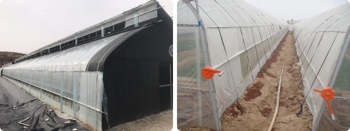 10ft Plastic Film Sawtooth Greenhouse Tunnel Tropical Top Ventilation Tomato Growing