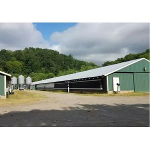 Durable Steel Poultry House Automatic Feeding System with Hopper and Auger