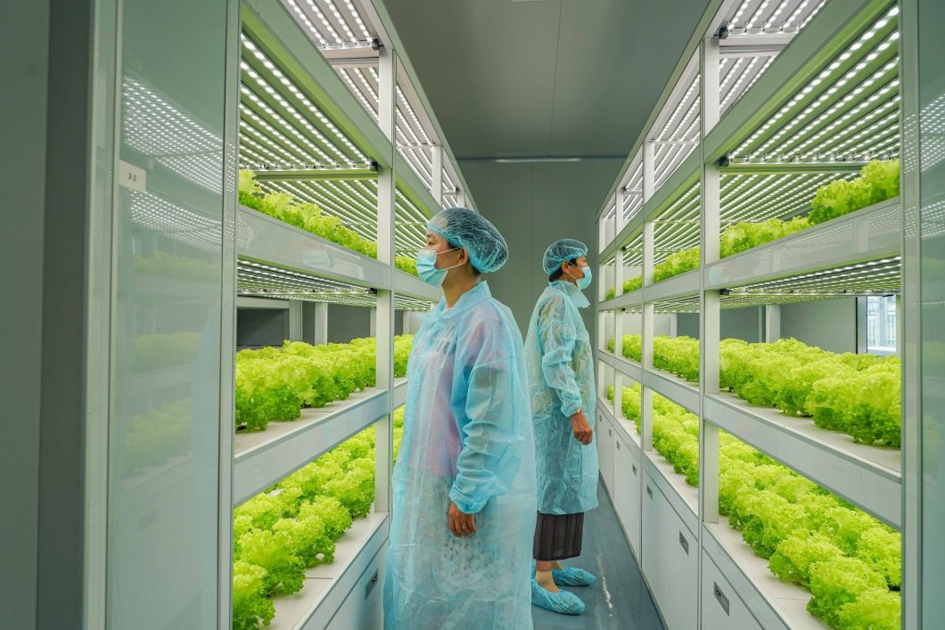 Juxiang OEM Living Vegetable Hydroponic Culture 100 Kg Daily Vegetable Growing Room Hydroponic Germination System Solar Energy