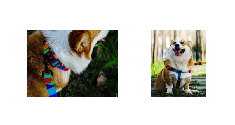 Nylon Rope Pet Collars Leashes Personalized Skin Friendly Metal Clasp Dog Collar S M L