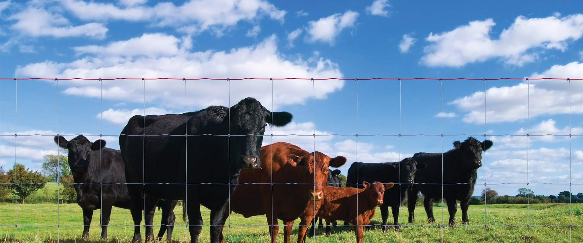 2.8mm Diameter Wire Cattle Fencing , CE Grassland Fence