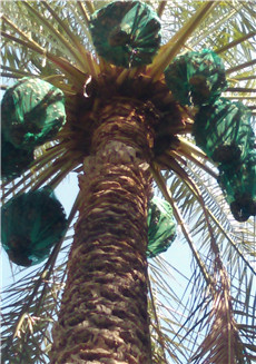 Get the Best HDPE Mesh Bag for Date Palm Rain Protection in Dubai at Affordable