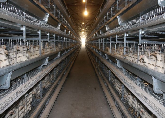 Wire Design Chicken Poultry Cage , Chick Rearing Cage Less Than 0.05% Egg Broken Rate
