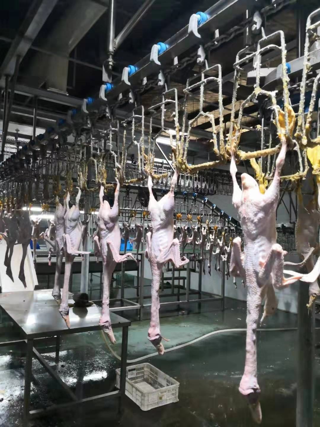 3000BPH Duck Slaughter Machine 380V / 220V Poultry Processing Equipment