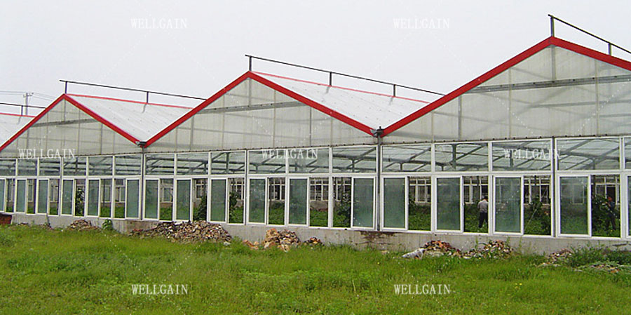 Heavy Duty Smart Cultivation Polycarbonate Greenhouse Automated Hydroponic Greenhouse