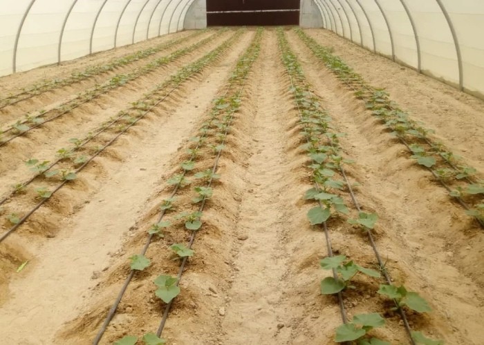 Industrial Poly Tunnels For Gardens Head Roof Yellow Film Tunnel Greenhouse Plastic