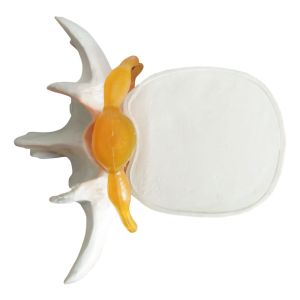 Vertebrae Column Anatomical Skeleton Model OEM For Studing