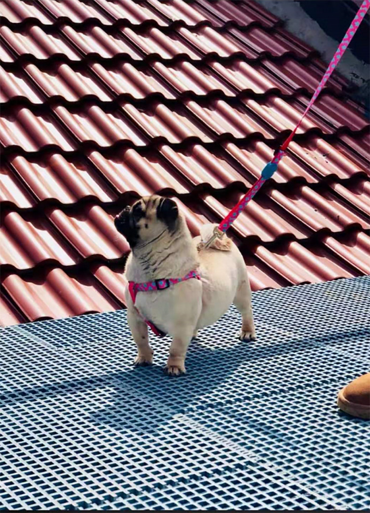 S M Polyester Webbing Bobby Dog Harness Non Pull Dog Lead