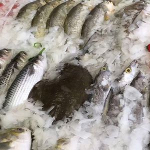 KK Compressor 600Kg 24Hours LZ-06 Air Cooled Flake Ice Machine for Food Beverage