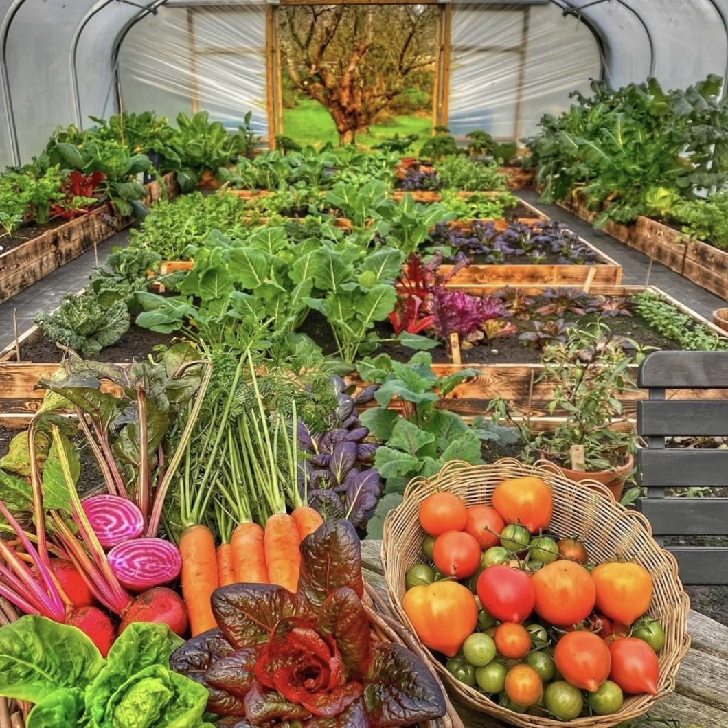 Tunnel Greenhouse for Agriculture and Vegetables
