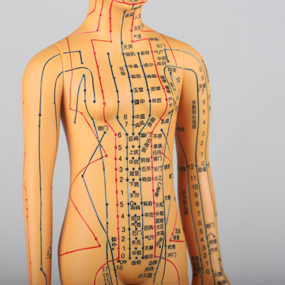 Chinese Acupuncture Body Model Acupoint 50cm Acupuncture Meridian Model
