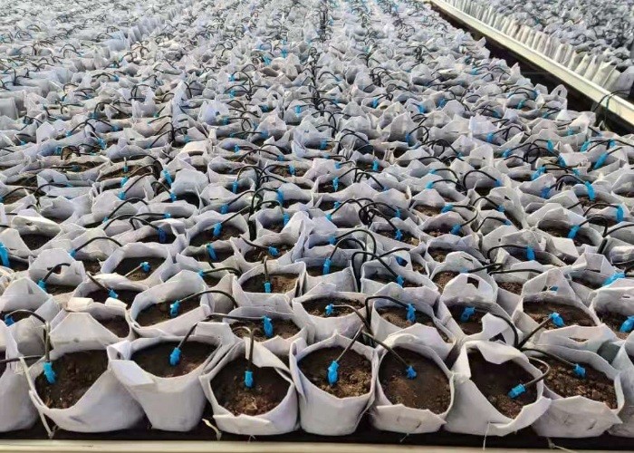 garden drip irrigation agriculture system orchard flower drip irrigation two-branch drip arrow
