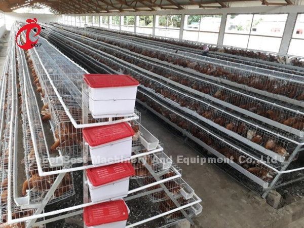 Africa Hot Selling Poultry Farming Cage System 32 doors For Egg Laying Birds Emily