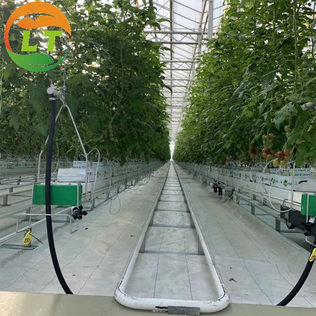 Single Layer Multi-Span Agricultural Greenhouses for Large-Scale Tomato Plant Farming