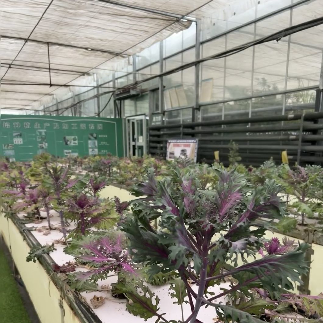 Multi-Functional Glass Greenhouse for Vegetable Growth