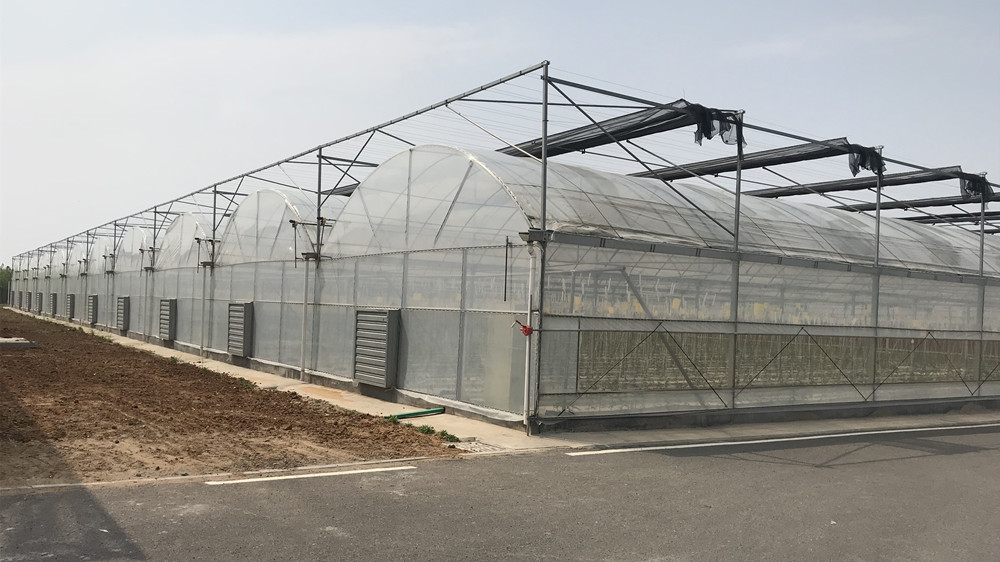 Film Cover Single-Span Agricultural Greenhouses for Agricultural Cultivation